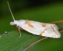 Seriated Aethes Moth - Hodges#3760.1 - photo 4