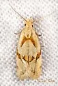 Seriated Aethes Moth - Hodges#3760.1 - photo 5