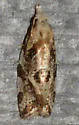 Aethes sexdentata - Hodges#3760.2 - photo 2