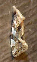 Aethes sexdentata - Hodges#3760.2 - photo 3