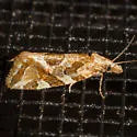 Aethes sexdentata - Hodges#3760.2 - photo 4