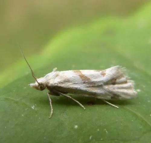 Aethes smeathmanniana
