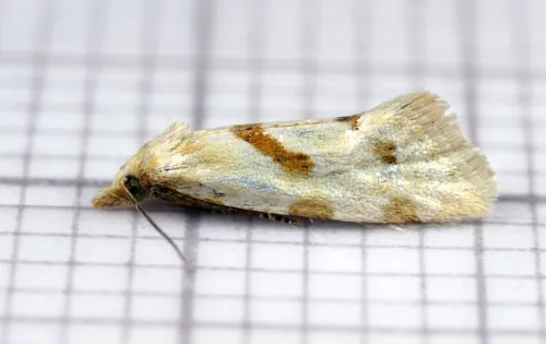 Aethes smeathmanniana - photo 2