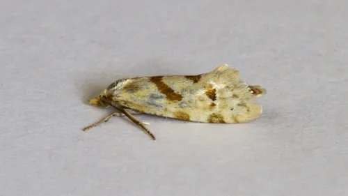 Aethes smeathmanniana - photo 3