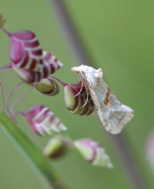 Aethes smeathmanniana - photo 4