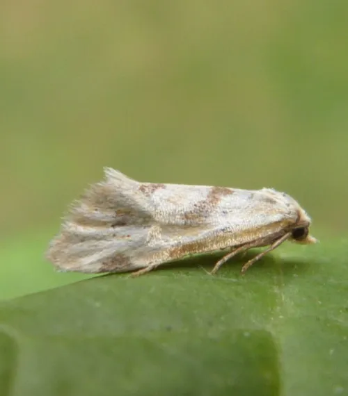 Aethes smeathmanniana - photo 5