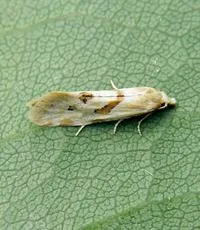 Aethes smeathmanniana - photo 6