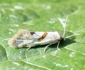 Aethes smeathmanniana - photo 7