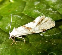 Aethes smeathmanniana - photo 8