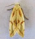 Streaked Aethes - Hodges#3761 - Aethes sonorae