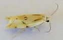 Streaked Aethes - Hodges#3761 - photo 3
