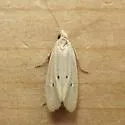 Aethes spartinana - Hodges#3761.1