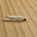 Aethes spartinana - Hodges#3761.1 - photo 2