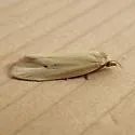 Aethes spartinana - Hodges#3761.1 - photo 3