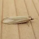 Aethes spartinana - Hodges#3761.1 - photo 4