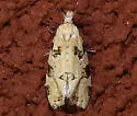 Aethes terriae - Hodges#3761.2 - photo 2