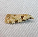 Aethes terriae - Hodges#3761.2 - photo 3