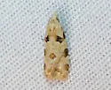 Aethes terriae - Hodges#3761.2 - photo 4