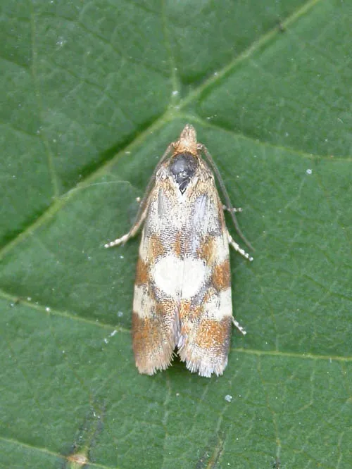 Aethes tesserana