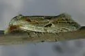 Aethes triassumenta - Hodges#3761.5 - photo 2