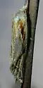 Aethes triassumenta - Hodges#3761.5 - photo 3