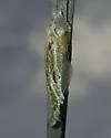 Aethes triassumenta - Hodges#3761.5 - photo 4