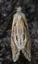 Aethes triassumenta - Hodges#3761.5 - photo 5