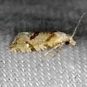 Aethesoides sp. 1 - Hodges#3837.59 - photo 4