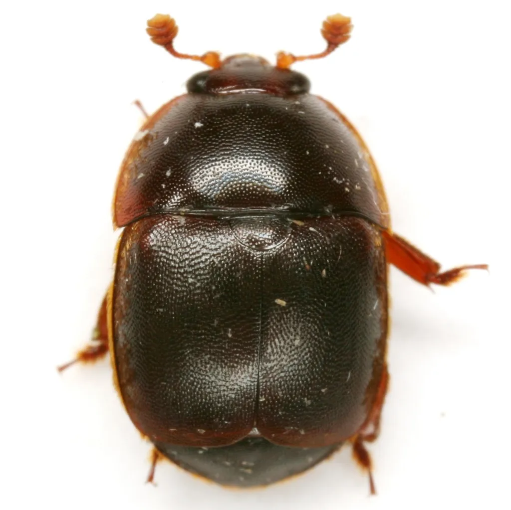 Small Hive Beetle