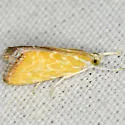 Aethiophysa delicata - Hodges#4875