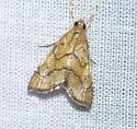 Aethiophysa dualis - Hodges#4876