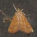 Aethiophysa dualis - Hodges#4876 - photo 2