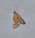 Aethiophysa dualis - Hodges#4876 - photo 3