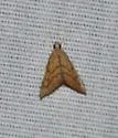 Aethiophysa dualis - Hodges#4876 - photo 4