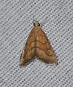 Aethiophysa dualis - Hodges#4876 - photo 5