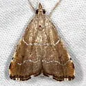 Aethiophysa extorris - Hodges#5325 - photo 2