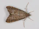 Aethiophysa extorris - Hodges#5325 - photo 3