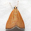Invisible Crambid - Hodges#4877 - Aethiophysa invisalis
