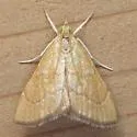 Invisible Crambid - Hodges#4877 - photo 2