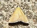 Invisible Crambid - Hodges#4877 - photo 4