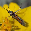 Aetole cera - Hodges#2497.3