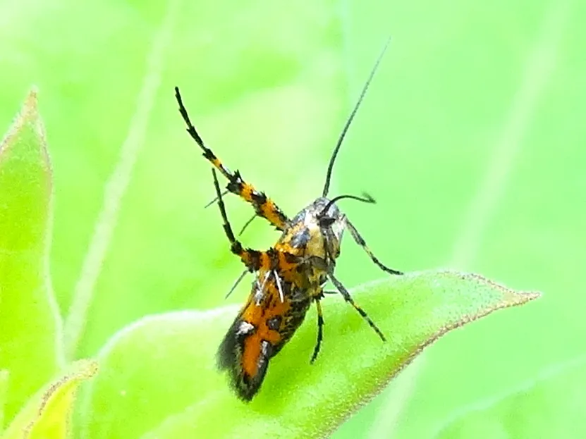Aetole fulgida - photo 3