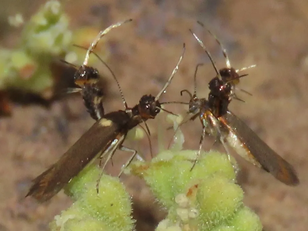 Aetole galapagoensis - photo 3