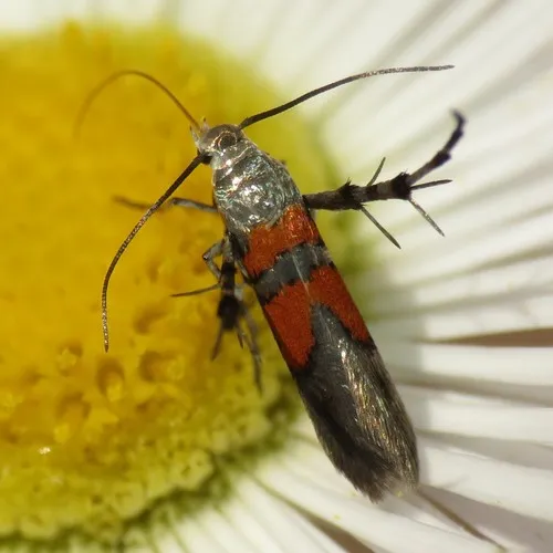 Aetole unipunctella - Hodges#2506 - photo 2