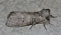 Afilia luma - Hodges#7962.1
