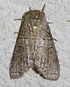 Afilia luma - Hodges#7962.1 - photo 3
