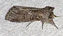 Afilia luma - Hodges#7962.1 - photo 4