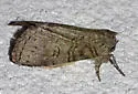 Afilia luma - Hodges#7962.1 - photo 5