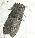 Afilia oslari - Hodges#7962