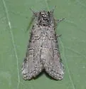 Afilia walshi - Hodges#7962.2 - photo 2